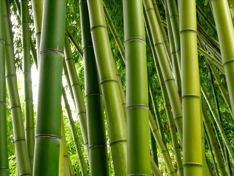 Masyarakat juga bisa menikmati manfaat pohon bambu sebagai tempat berwisata.