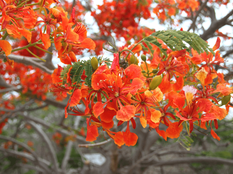Bunganya yang cantik, menjadikan tanaman flamboyan cocok bila dimanfaatkan sebagai pohon peneduh rumah.