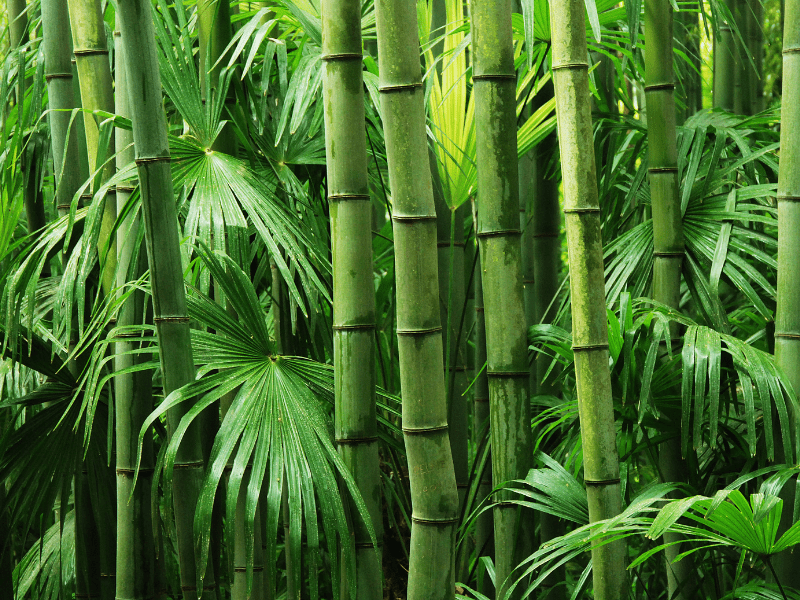 Selain banyak fungsinya dan juga digunakan sebagai tanaman hias, bambu juga bisa dijadikan pohon peneduh rumah.