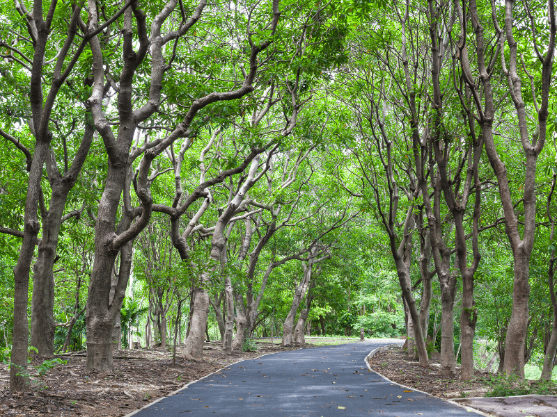 Manfaat pohon akasia selanjutnya yaitu efektif sebagai peneduh jalan.