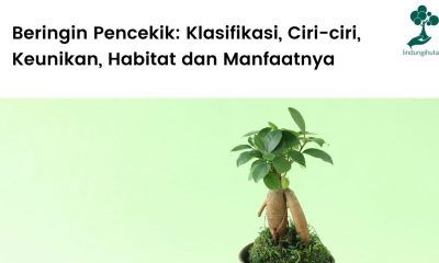 Artikel lengkap tentang beringin pencekik (Ficus annulata).