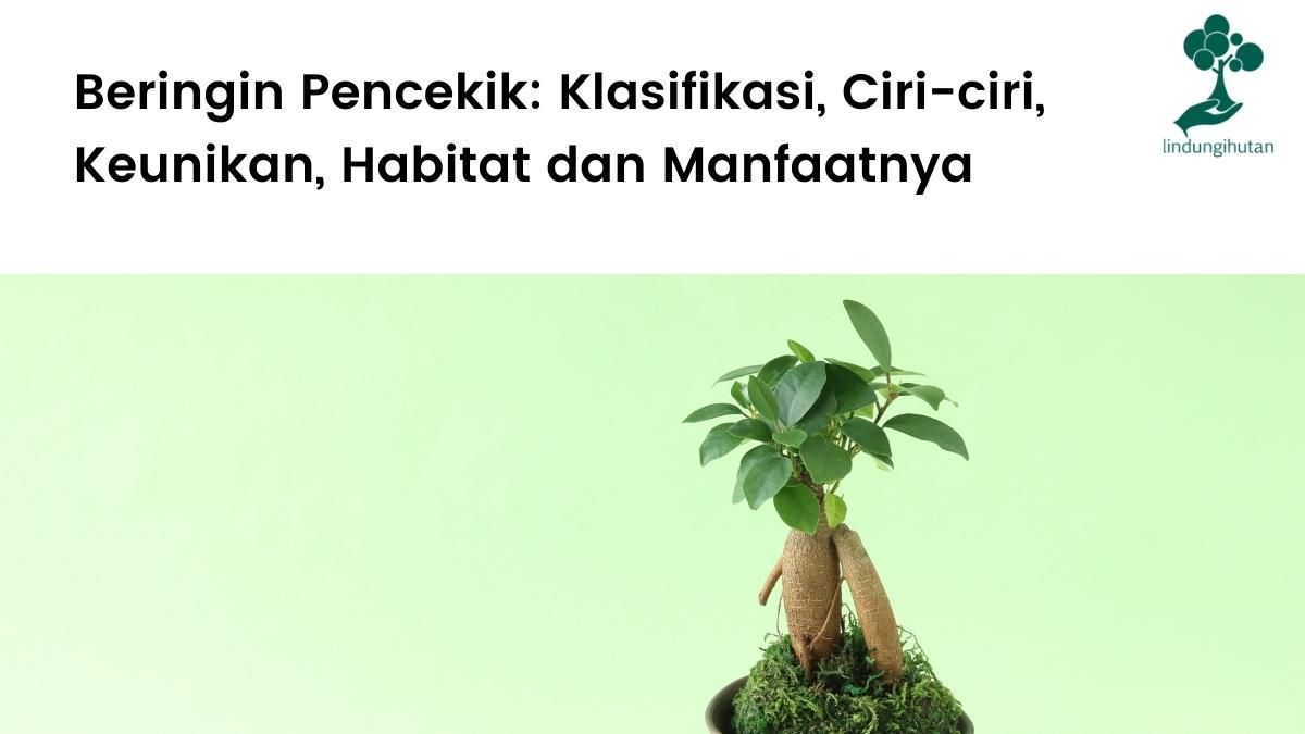 Artikel lengkap tentang beringin pencekik (Ficus annulata).