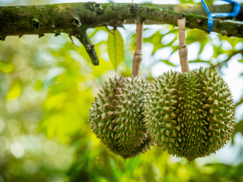 Manfaat pohon durian buahnya ternyata kaya akan nutrisi.