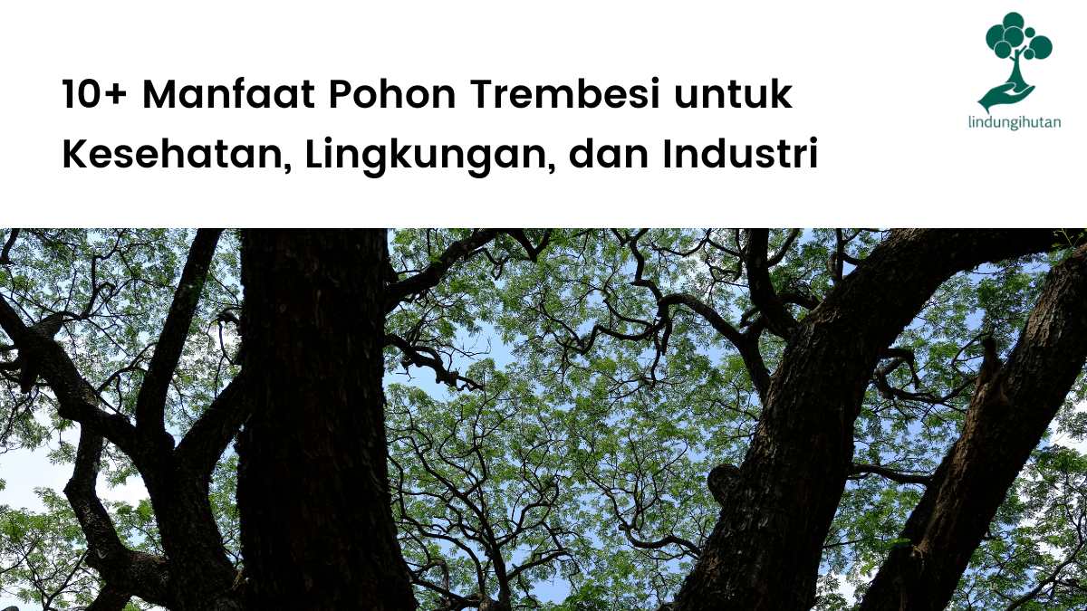 Manfaat pohon trembesi unutk manusia dan lingkungan.