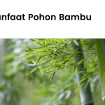 Manfaat menanam pohon bambu