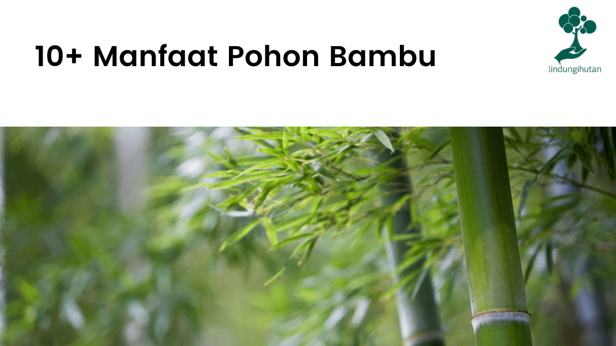 Manfaat menanam pohon bambu