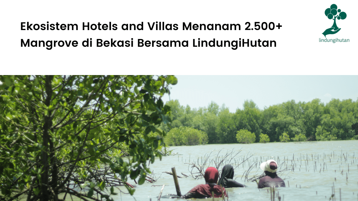 Ekosistem Hotels and Villas Menanam 2.500+ Mangrove di Bekasi Bersama LindungiHutan