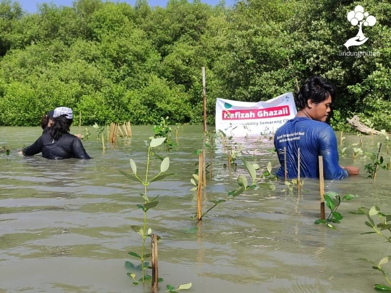 Gambaran lokasi penanaman mangrove Hafizah Ghazali dan LindungiHutan di Semarang.