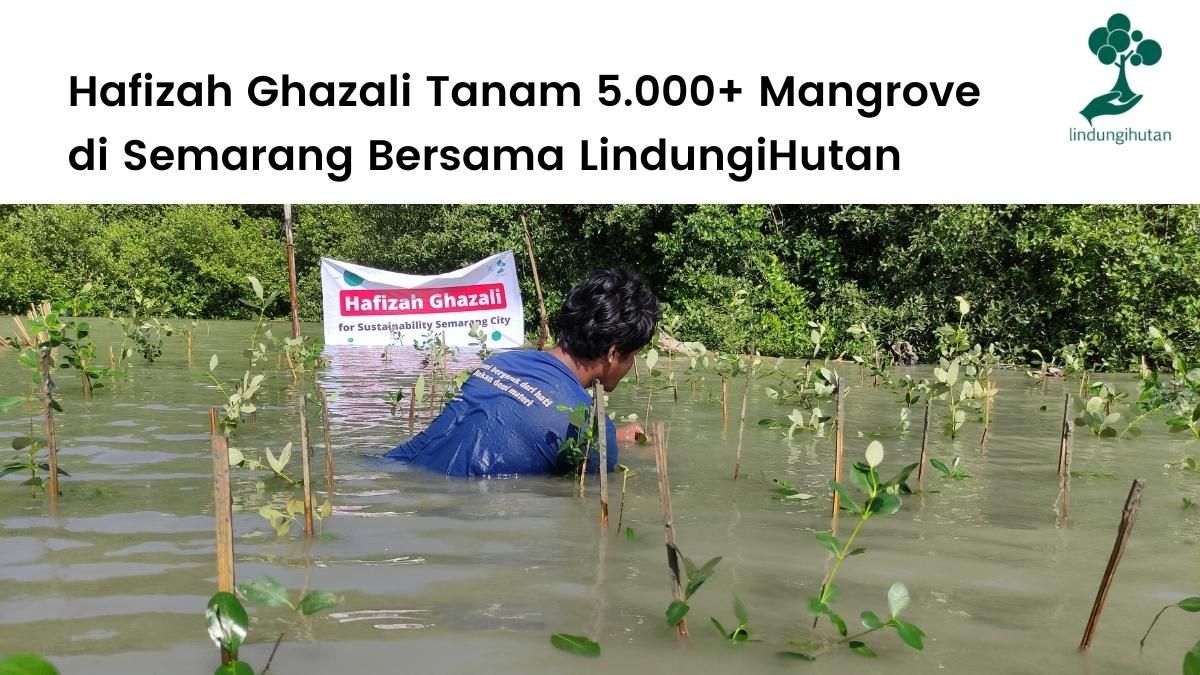 LindungiHutan dan Hafizah Ghazali menanam 5.000 mangrove di pesisir Trimulyo, Genuk, Kota Semarang, Jawa Tengah.