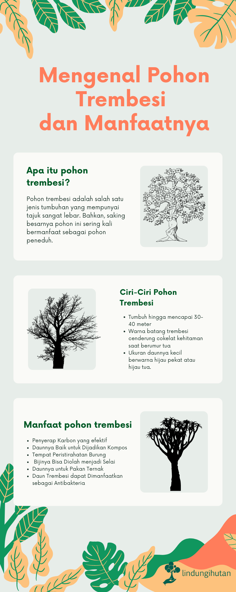 Infografis mengenai pohon trembesi 