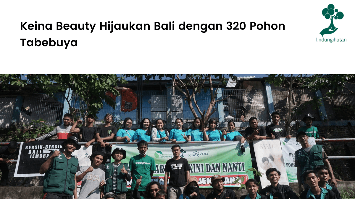 Keina Beauty Hijaukan Bali dengan 320 Pohon Tabebuya.