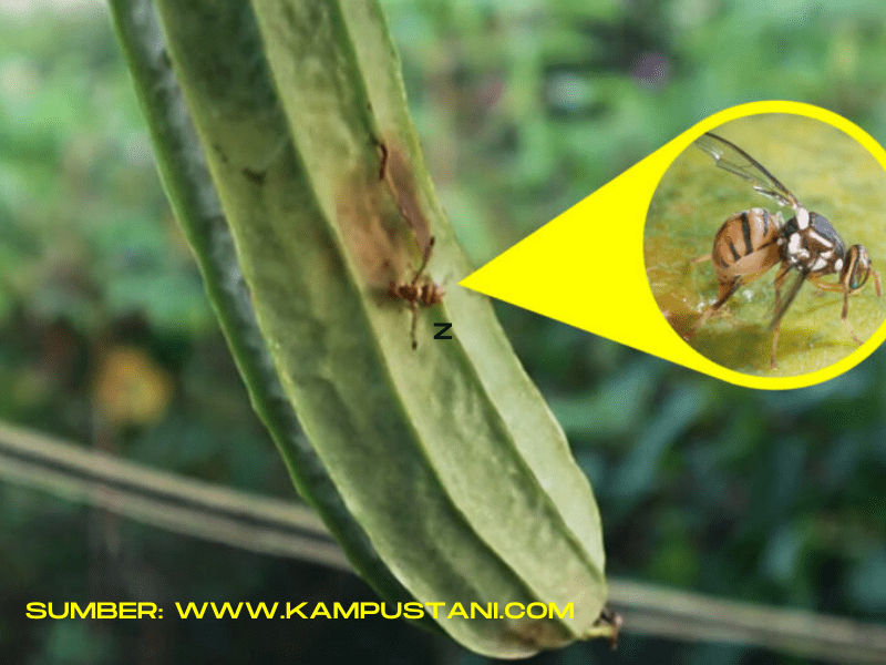 Hama tanaman lalat buah akan merusak buah sehingga gagal dipanen.