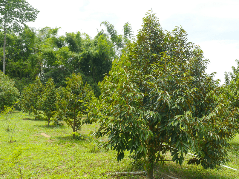 Manfaat Pohon Durian juga Terdapat pada Kulit Batangnya