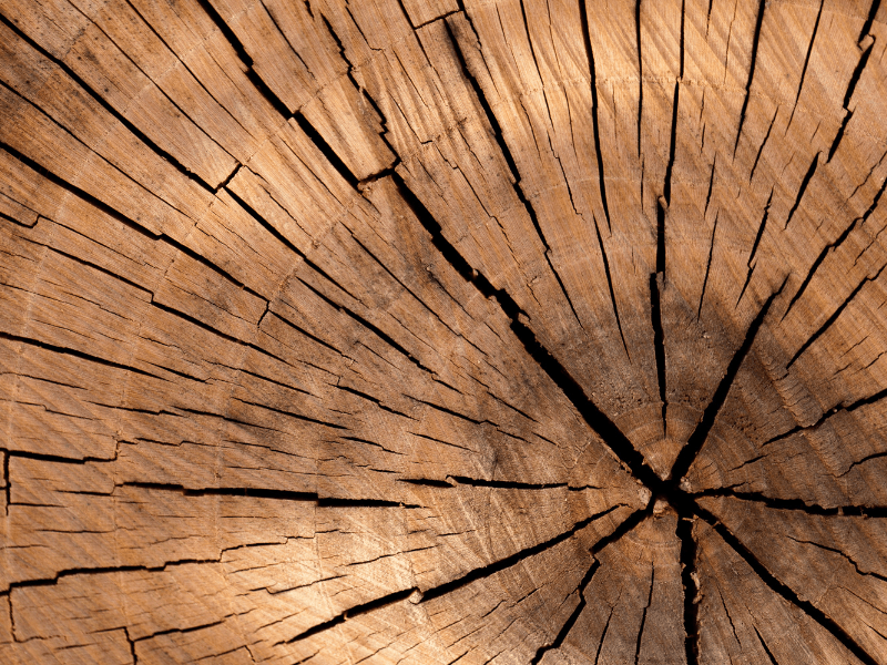 Manfaat pohon ulin yang sering kita dengar adalah kayunya yang kuat dan kokoh.