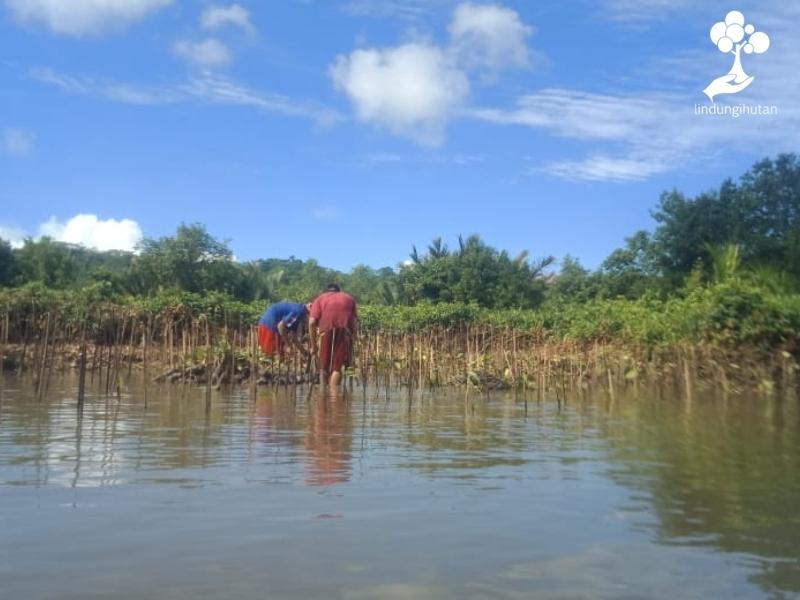 Mitra petani LindungiHutan menanam bibit mangrove di Cilacap, Jawa Tengah.
