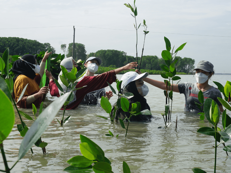Proses penanaman pohon mangrove N'Pure bersama LindunguiHutan.