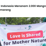 Obermain Indonesia Menanam 2.000 Mangrove di Kota Semarang