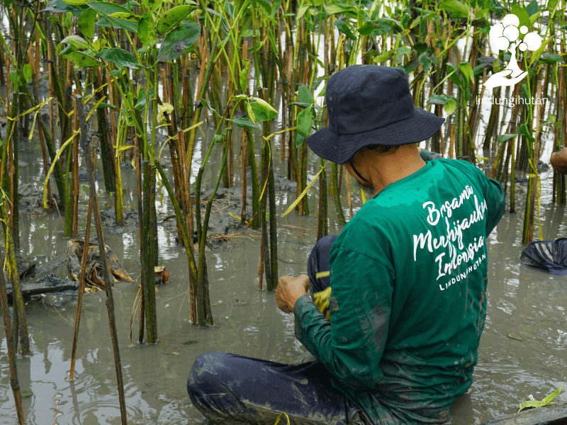 Kelompok CAMAR sedang menanam bibit mangrove hasil kerjasama Obermain Indonesia dan LindungiHutan di Semarang.