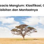 Penjelasan lengkap Acacia mangium atau pohon akasia mangium.