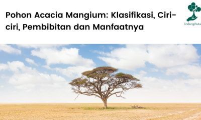 Penjelasan lengkap Acacia mangium atau pohon akasia mangium.