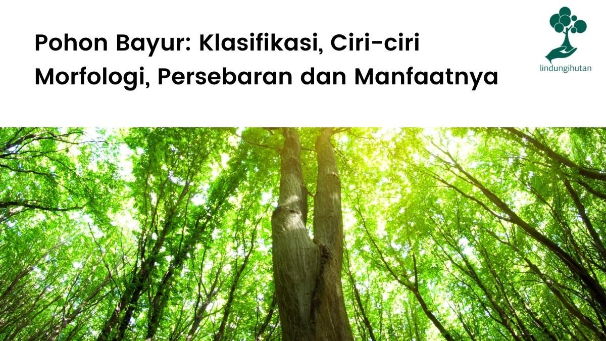 Penjelasan lengkap pohon bayur (Pterospermum javanicum).