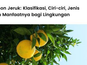 Penjelasan lengkap tentang pohon jeruk.