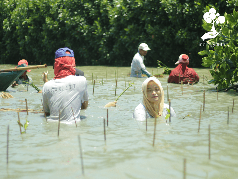 Proses penanaman pohon mangrove Scarlett Whitening bersama LindungiHutan di Pantai Bahagia Bekasi.