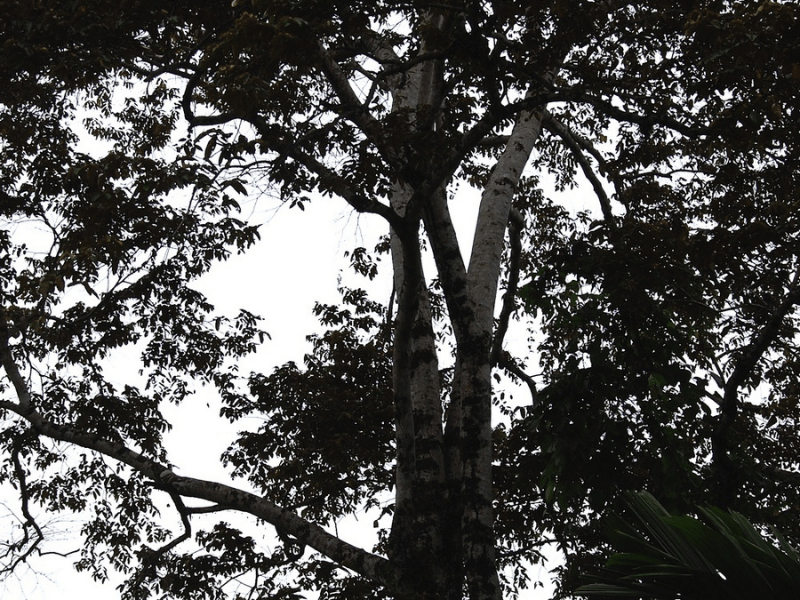 Foto tegakan pohon bayur.