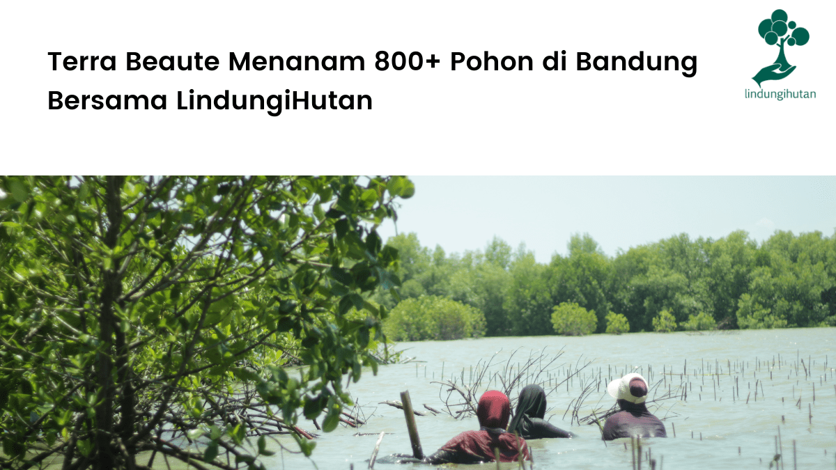 Terra Beaute Menanam 800+ Pohon di Bandung Bersama LindungiHutan