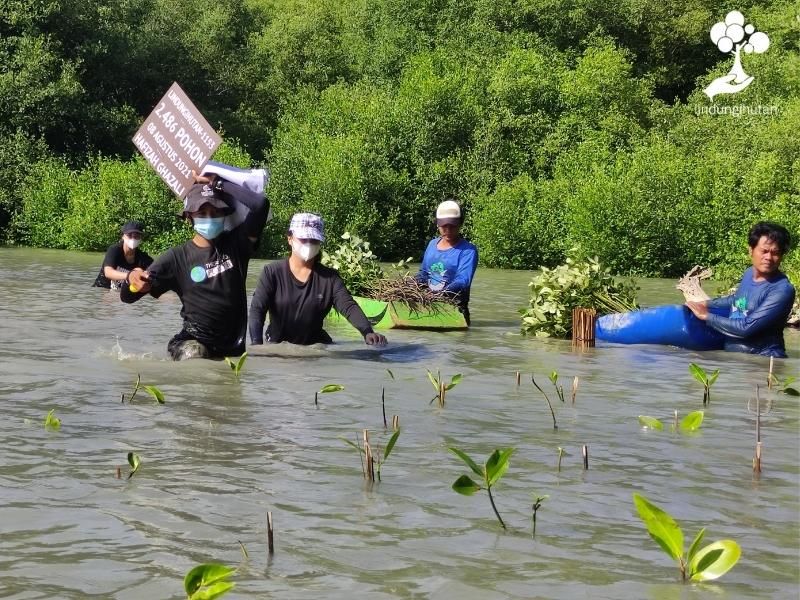 Tim LindungiHutan dan mitra petani bibit sedang menanam mangrove di Trimulyo, Genuk, Kota Semarang.