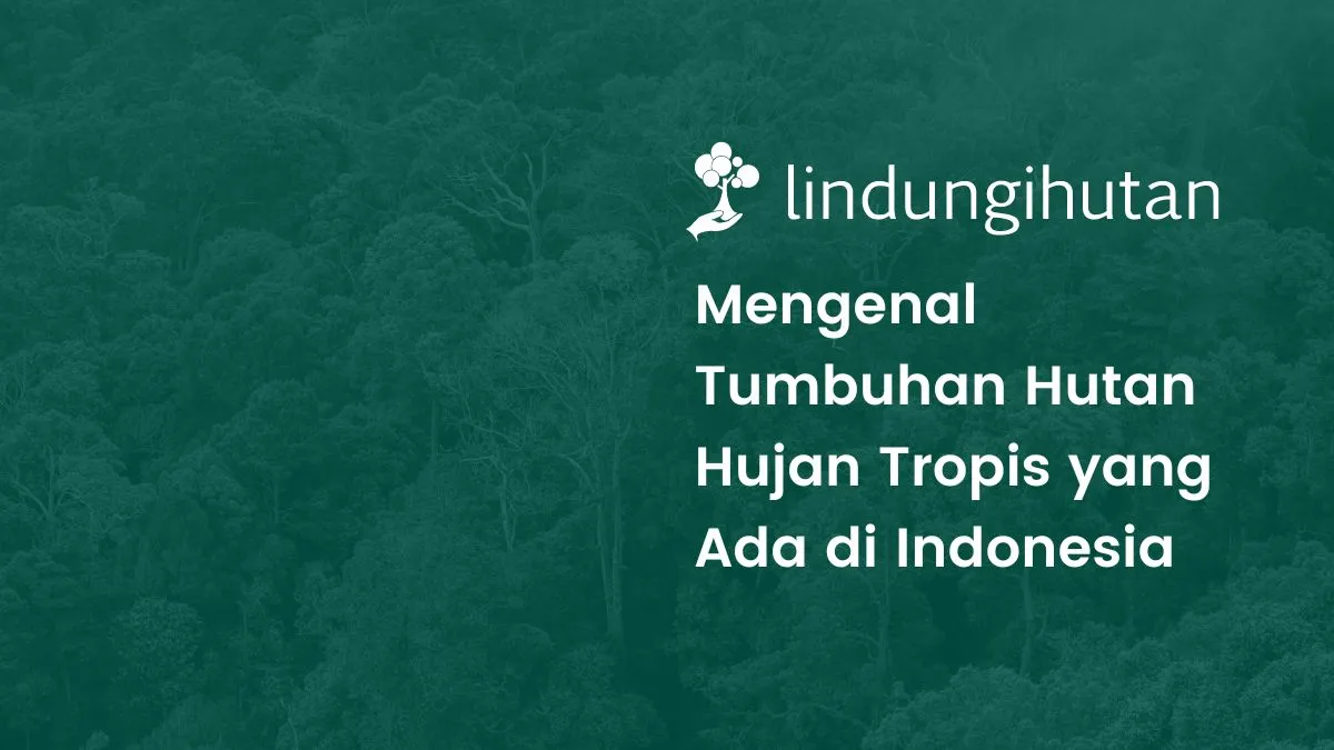 Tumbuhan hutan hujan tropis