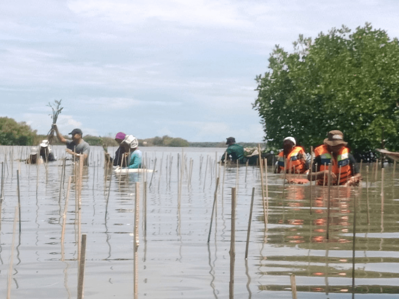 Proses penanaman mangrove U-Report Indonesia dan LindungiHutan di Bekasi.