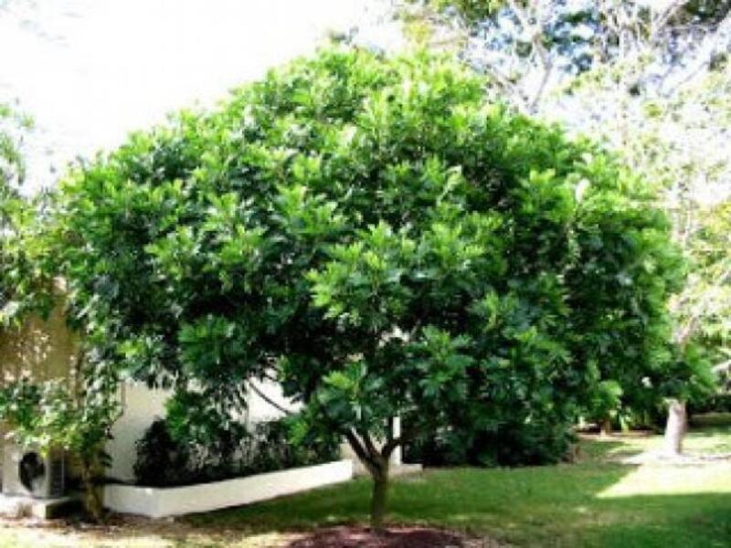 Pohon peneduh rumah berikutnya yang cocok ditanam di halaman rumah adalah kerai payung.