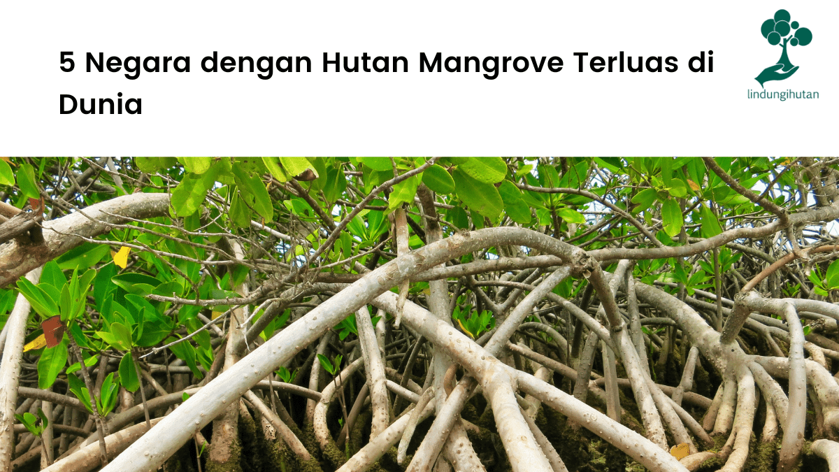 5 Negara dengan Hutan Mangrove Terluas di Dunia.