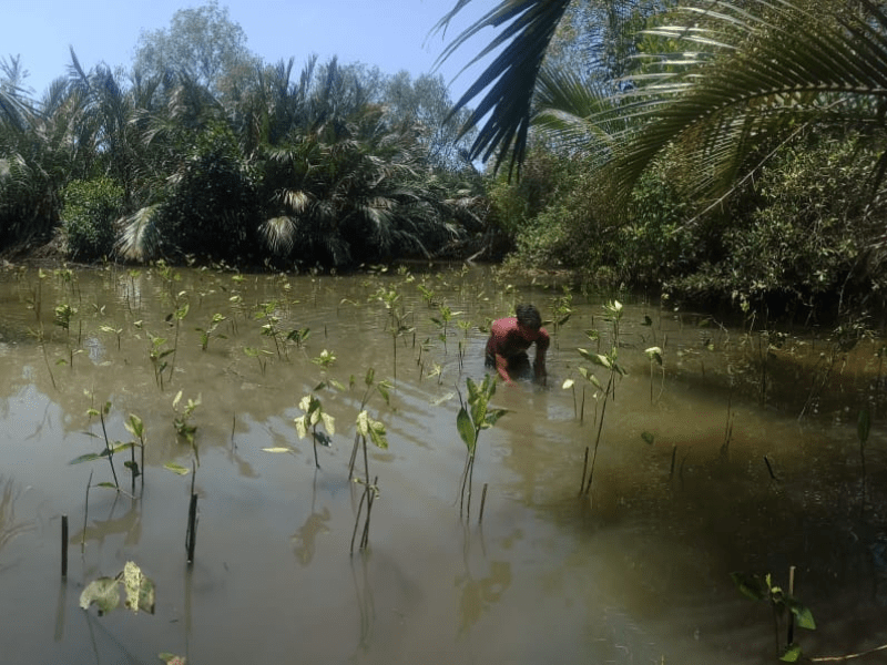 Proses penanaman 900 bibit mangrove hasil kerjasama LindungiHutan dan Segara Naturals di Cilacap.