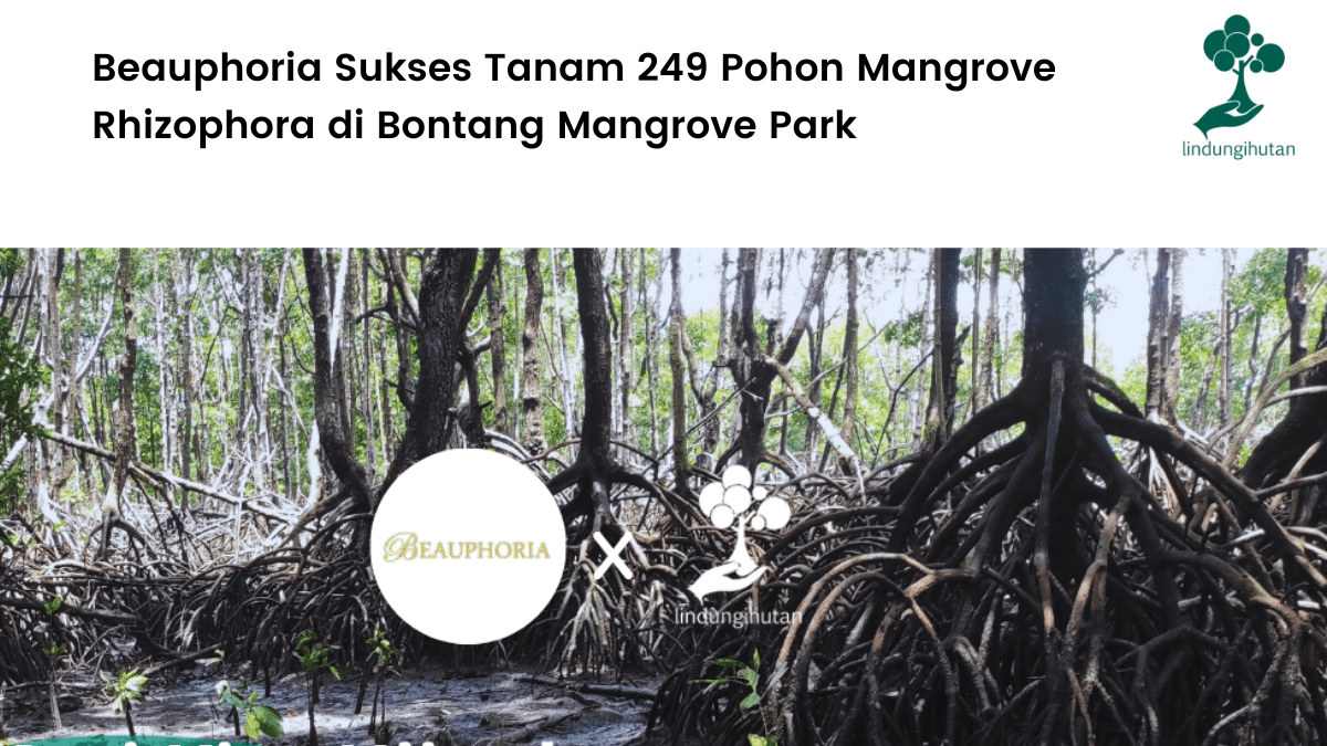 LindungiHutan dan Beauphoria berkolaborasi untuk menanam mangrove di Bontang, Kaltim.