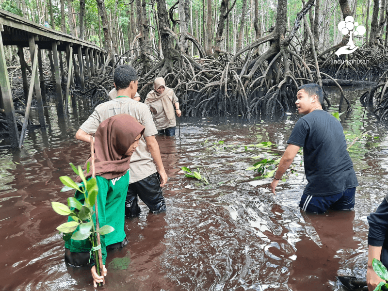 Relawan dan pengelola Bontang Mangrove Park (BMP) menanambibit mangrove hasil kerjasama Beauphoria dan LindungiHutan.
