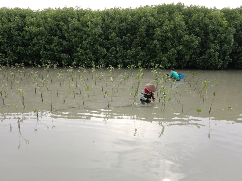 Proses penanaman mangrove hasil kerjasama LindungiHutan dan Sisa Benang di Demak, Jawa Tengah.