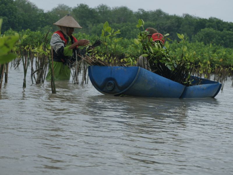 Proses penanaman bibit mangrove hasil kerjasama dengan BUMI Bulk Store and Refillery di Demak, Jawa Tengah.