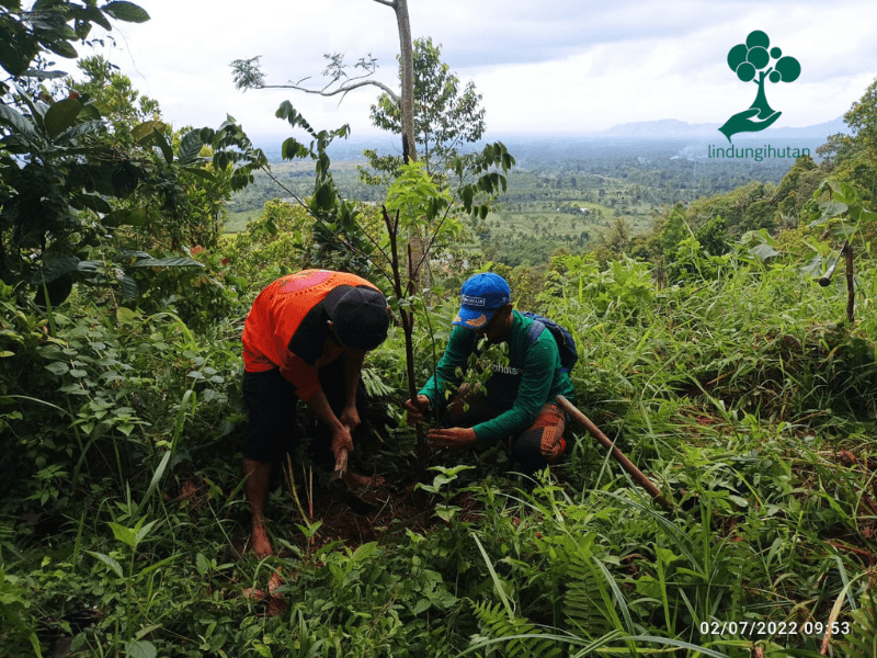 Proses penanaman pohon hasil kerjasama LindungiHutan dan Bumijo di lereng Gunung Sawur, Lumajang, Jawa Timur.