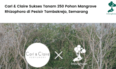 Carl & Claire Sukses Tanam 250 Pohon Mangrove Rhizophora di Pesisir Tambakrejo, Semarang