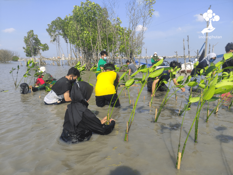 Relawan dan peserta gabung aksi ikut terlibat kegiatan penanaman mangrove Carl & Claire dan LindungiHutan.