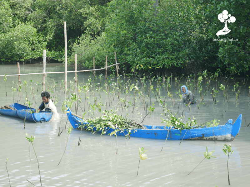 Proses penanaman mangrove di pesisir desa Bedono, Sayung, Demak, Jawa Tengah oleh mitra penggerak penghijauan LindungiHutan.