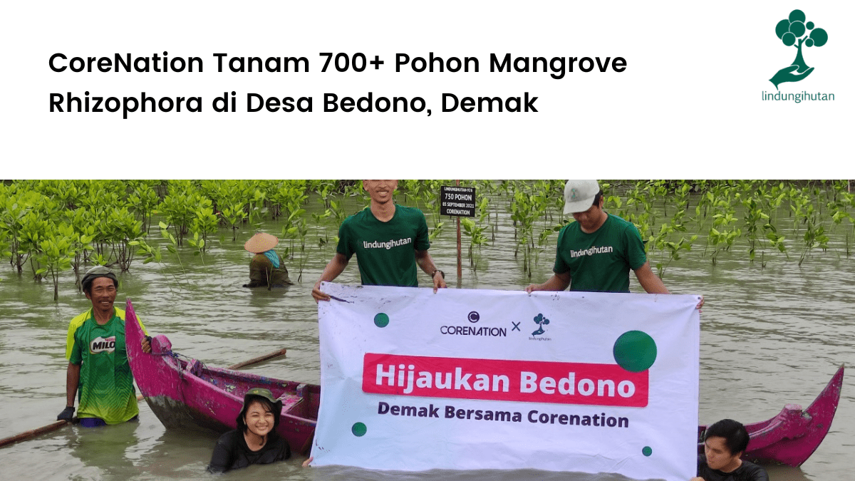 CoreNation Tanam 700+ Pohon Mangrove Rhizophora di Desa Bedono, Demak.