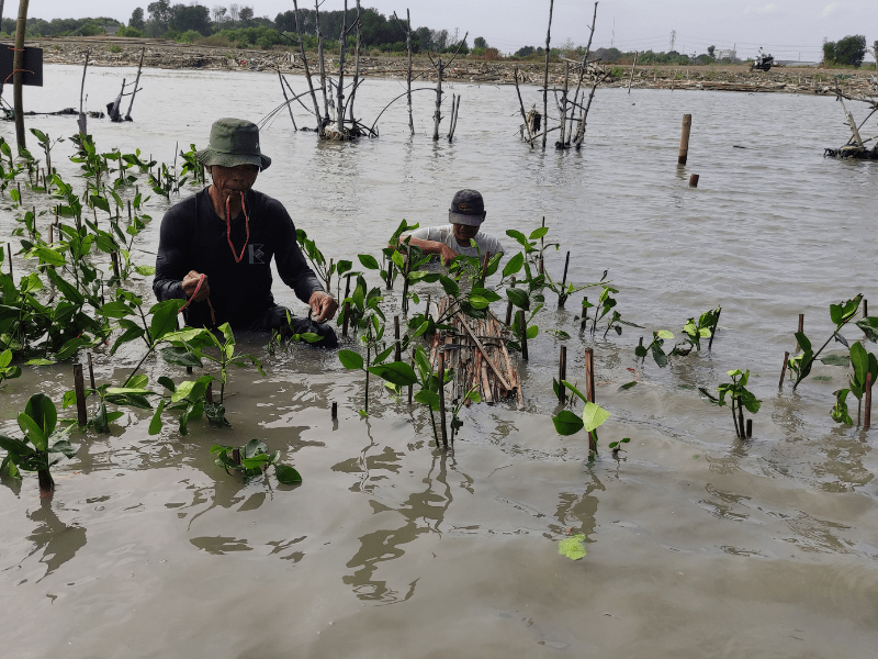 Kegiatan penanaman mangrove di Semarang hasil kerjasama LindungiHutan dan Bureau Veritas Indonesia.