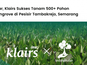 Dear, Klairs Sukses Tanam 500+ Pohon Mangrove di Pesisir Tambakrejo, Semarang.