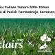 Dear, Klairs Sukses Tanam 500+ Pohon Mangrove di Pesisir Tambakrejo, Semarang.