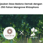 Dekayu Hijaukan Desa Bedono Demak dengan Menanam 250 Pohon Mangrove Rhizophora.