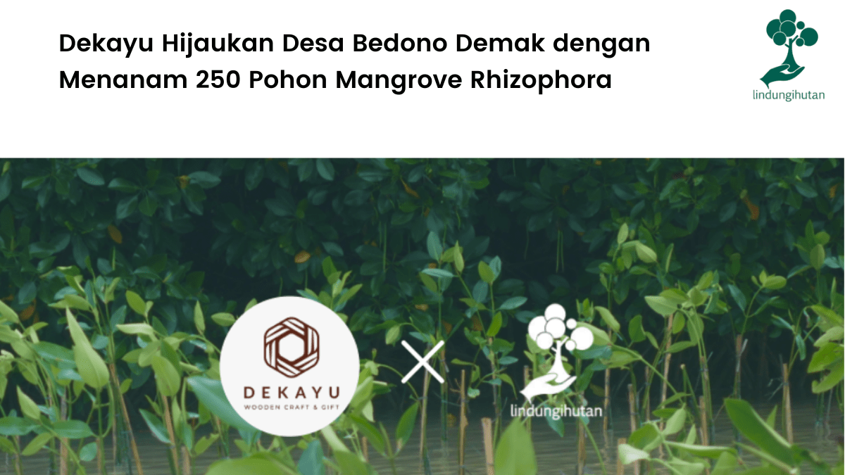 Dekayu Hijaukan Desa Bedono Demak dengan Menanam 250 Pohon Mangrove Rhizophora.