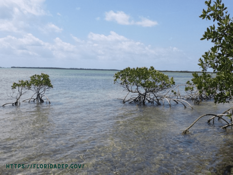 Hutan mangrove terluas ketiga yaitu ada Florida Mangrove-USA.